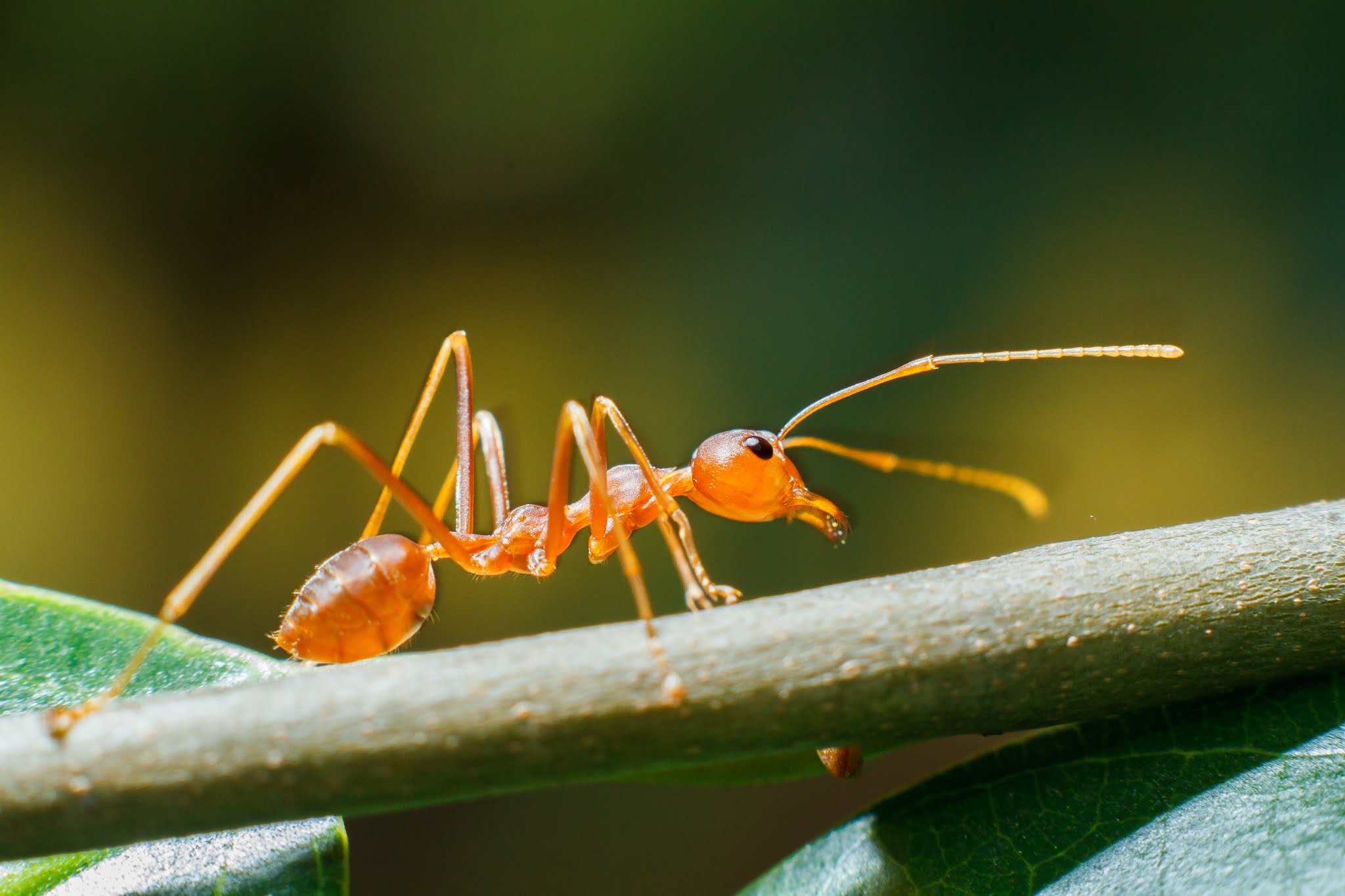 Рыжие муравьи. Муравей труженик. Насекомые рыжие муравьи. Рыжий муравей класс. Муравей это животное.